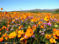 Desiertos floridos: Namaqualand, Sudáfrica. Author and Copyright: Marco Ramerini
