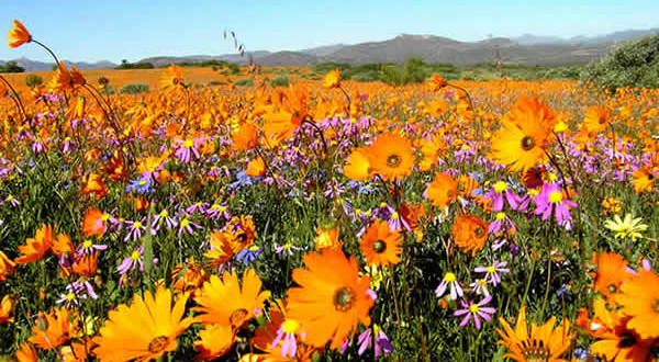 Desiertos floridos: Namaqualand, Sudáfrica. Author and Copyright: Marco Ramerini