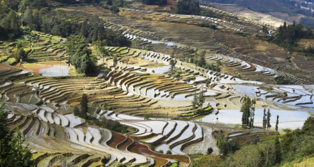 Los campos de arroz, Yuanyang, Yunnan, China. Autor y Copyright Marco Ramerini..