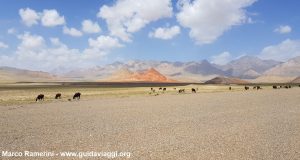 Animales pastando después de la frontera entre Kirguistán y China. Autor y Copyright Marco Ramerini