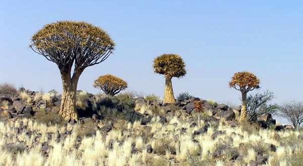 Kokerboom (Aloe dichotoma), Namibia. Autor y Copyright Marco Ramerini