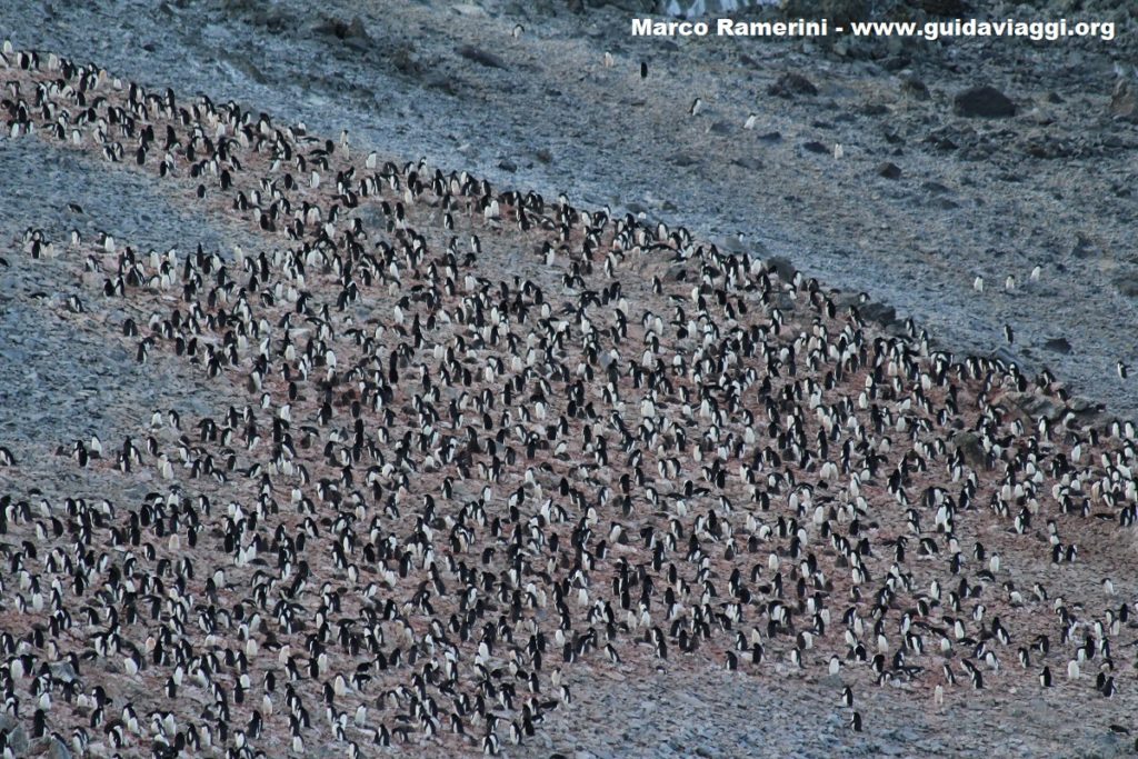 La colonia de pingüinos de Hope Bay (Bahía Esperanza), Estrecho Antarctic, Antártida. Autor y Copyright Marco Ramerini