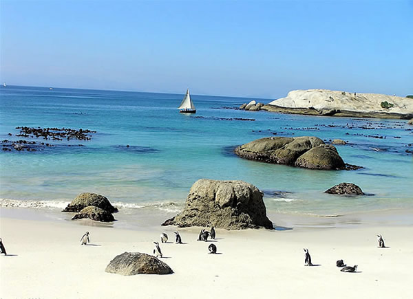 Pingüinos en Foxy Beach, Boulders Beach, Ciudad del Cabo, Sudáfrica. Autor y Copyright Marco Ramerini