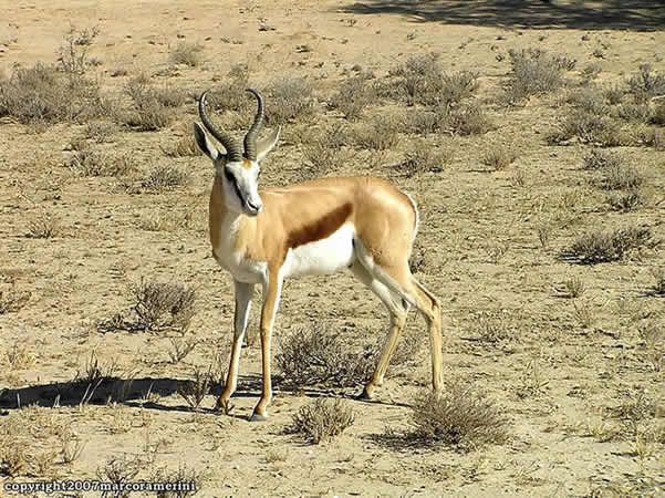 Gacela, Springbok, Kgalagadi Transfrontier Park, Sudáfrica. Autor y Copyright Marco Ramerini
