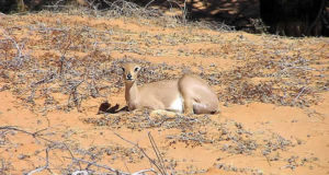 Steenbok, Kgalagadi Transfrontier Park, Sudáfrica. Autor y Copyright Marco Ramerini.