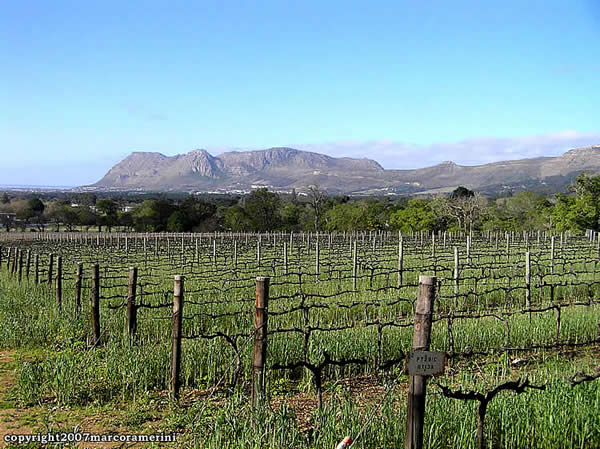 Viñedos Groot Constantia, Ciudad del Cabo, Sudáfrica. Autor y Copyright Marco Ramerini