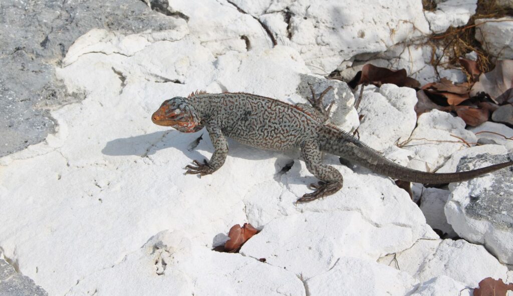 Iguana, Sandy Cay, Exumas, Bahamas. Autor y Copyright Marco Ramerini