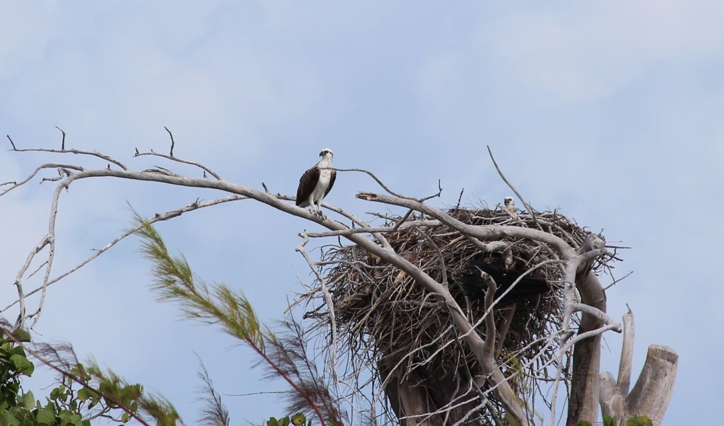 El águila y el águila, Sandy Cay, Exumas, Bahamas. Autor y Copyright Marco Ramerini
